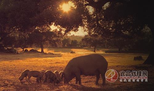 夕阳西下,伊比利亚猪们或是在古镇的草地上信步溜达.
