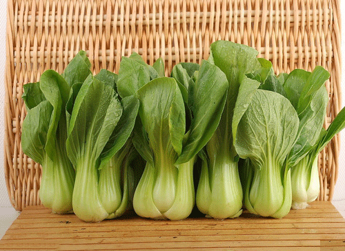 小白菜图片