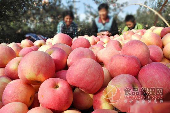 沂源苹果凭啥走红 价值146亿元