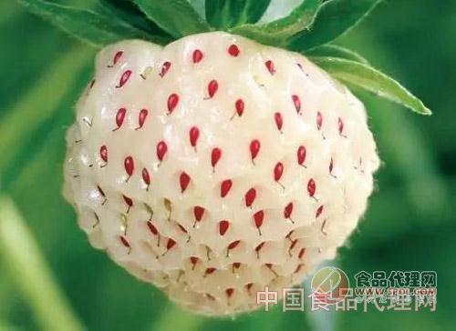 菠萝莓