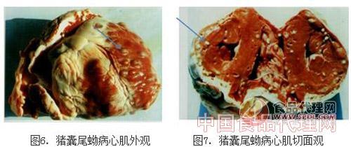 食品代理网 食品资讯 食品安全 正文 猪囊尾蚴的外观呈椭圆形囊泡状