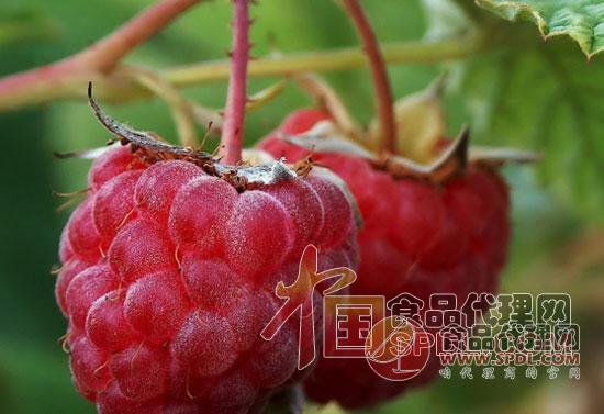 树莓 树莓