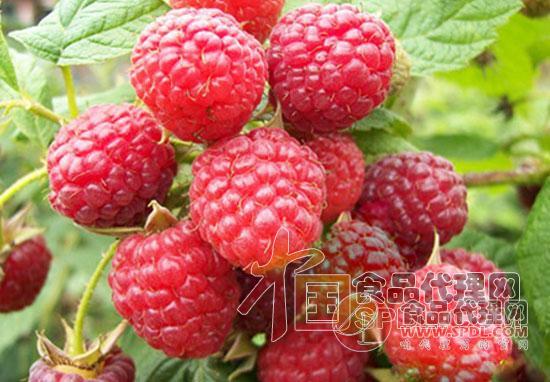 树莓 树莓