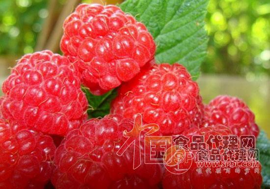 树莓 树莓