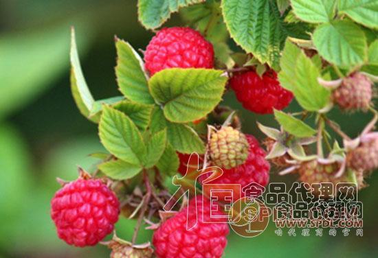树莓 树莓