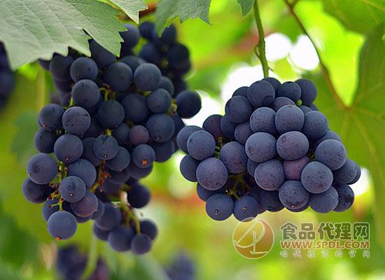 葡萄酸甜可口,夏季吃葡萄有什么作用