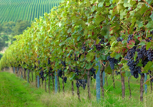 中国葡萄酒产业迅猛发展使国外葡萄酒产业陷入困局