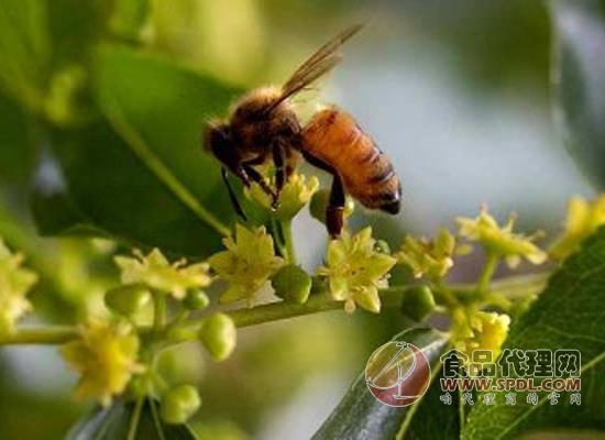 枣花蜂蜜会上火吗 枣花蜂蜜有什么好处 原创信息 食品代理网