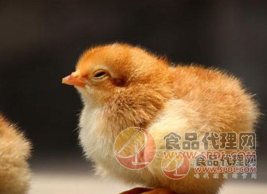转基因鸡或可阻止禽流感的传播