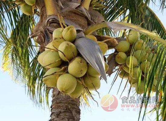 生椰拿鐵火爆市場，椰子產品為什么大受歡迎