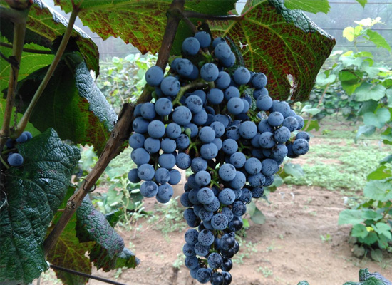 山葡萄的特点决定紫隆山葡萄酒厂的发展前景