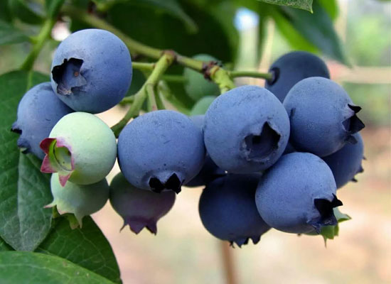 为什么说吃蓝莓有助于健康?乾润食品告诉您