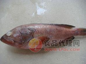 台湾红石斑鱼招商