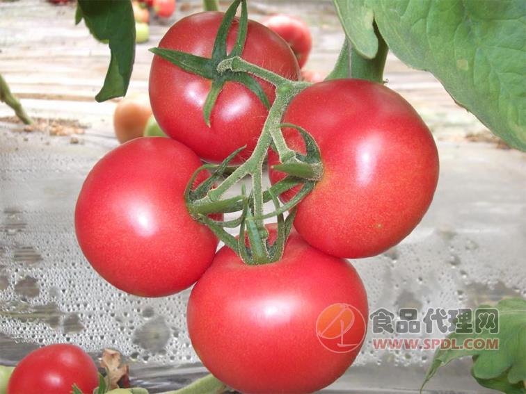 巴托利粉果番茄