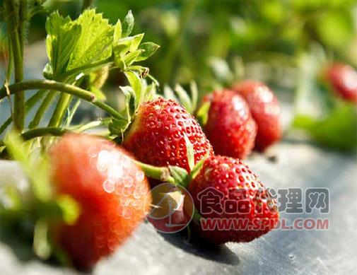 五玄果蔬采摘园 草莓招商