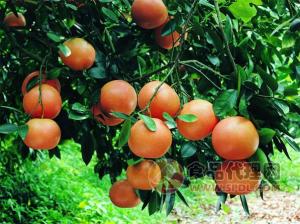 五玄果蔬采摘园 红橙