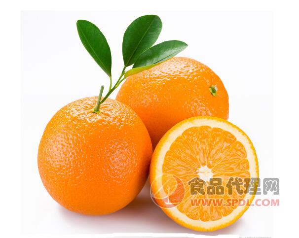 骏马果业 橙子招商