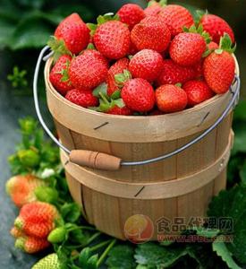 康福贸易 台湾草莓