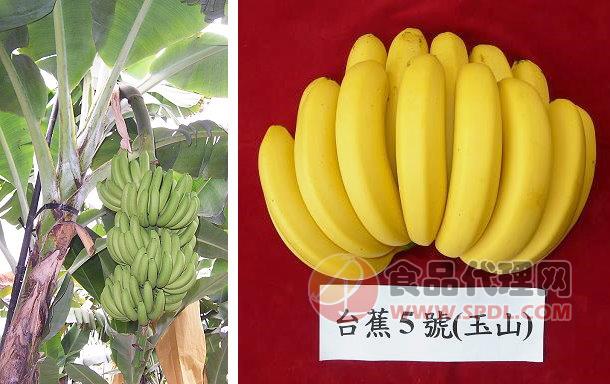 康福贸易 台湾香蕉